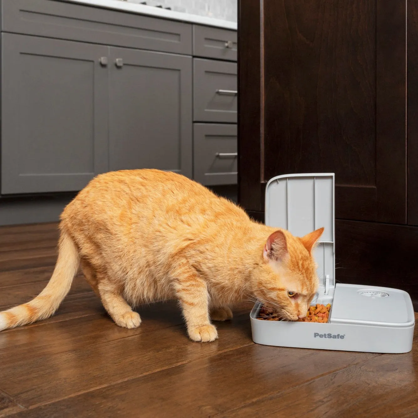 Automatic 2 Meal Pet Feeder