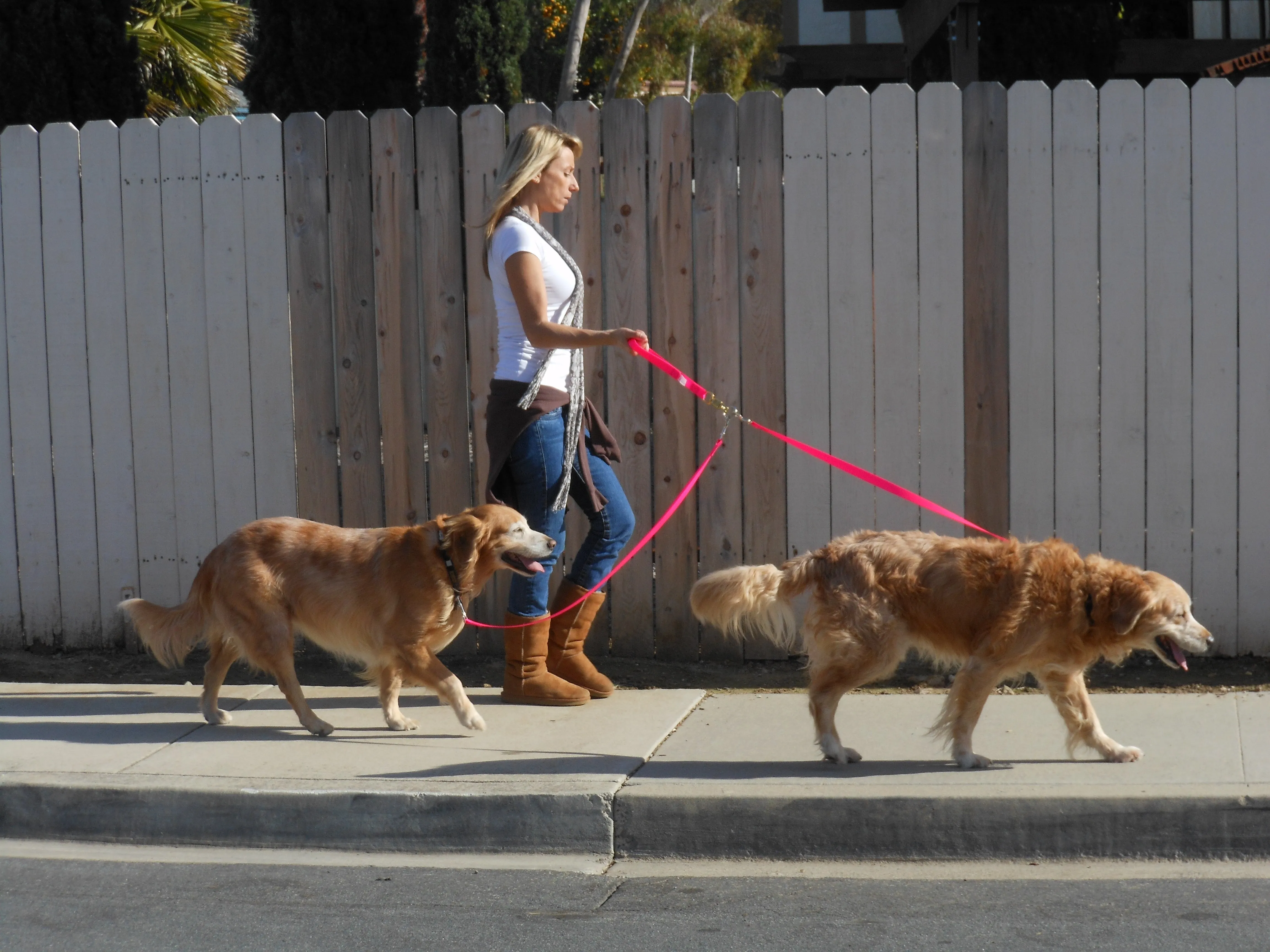 BioThane Pet Walker Plus Leash