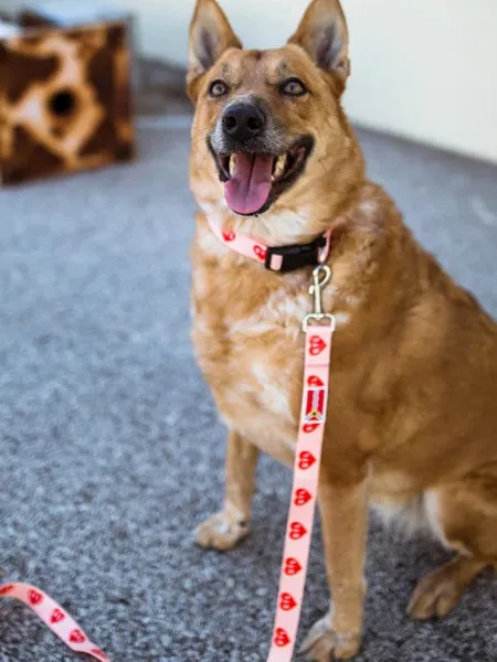 Customizable Dog Leashes