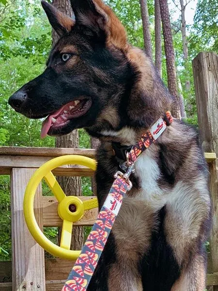 Customizable Dog Leashes