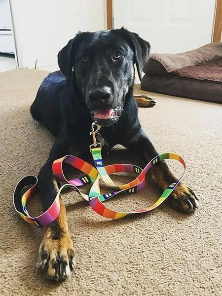 Customizable Dog Leashes