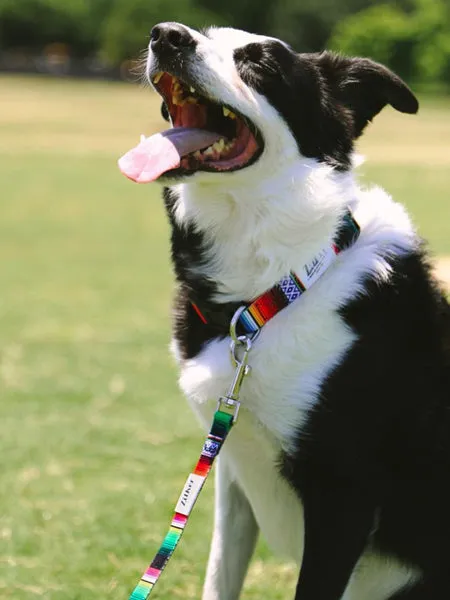 Customizable Dog Leashes