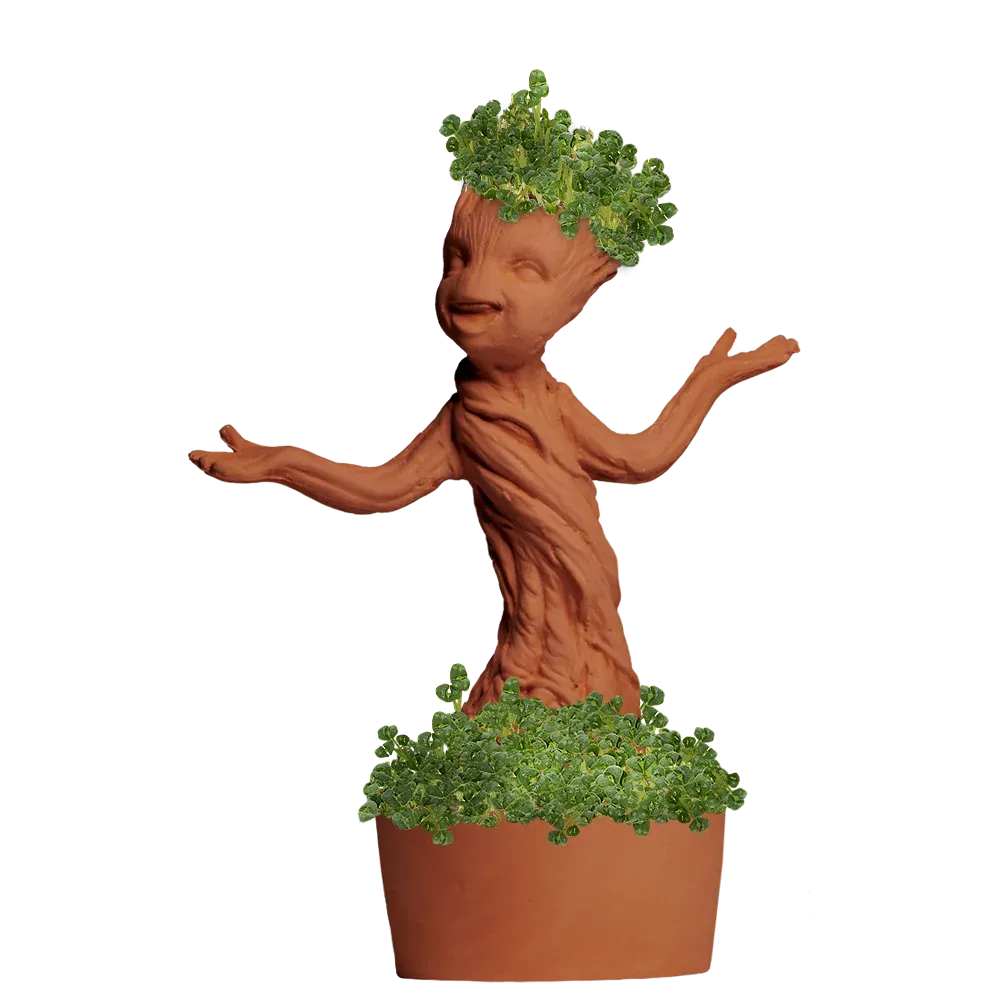 GROOT CHIA PET