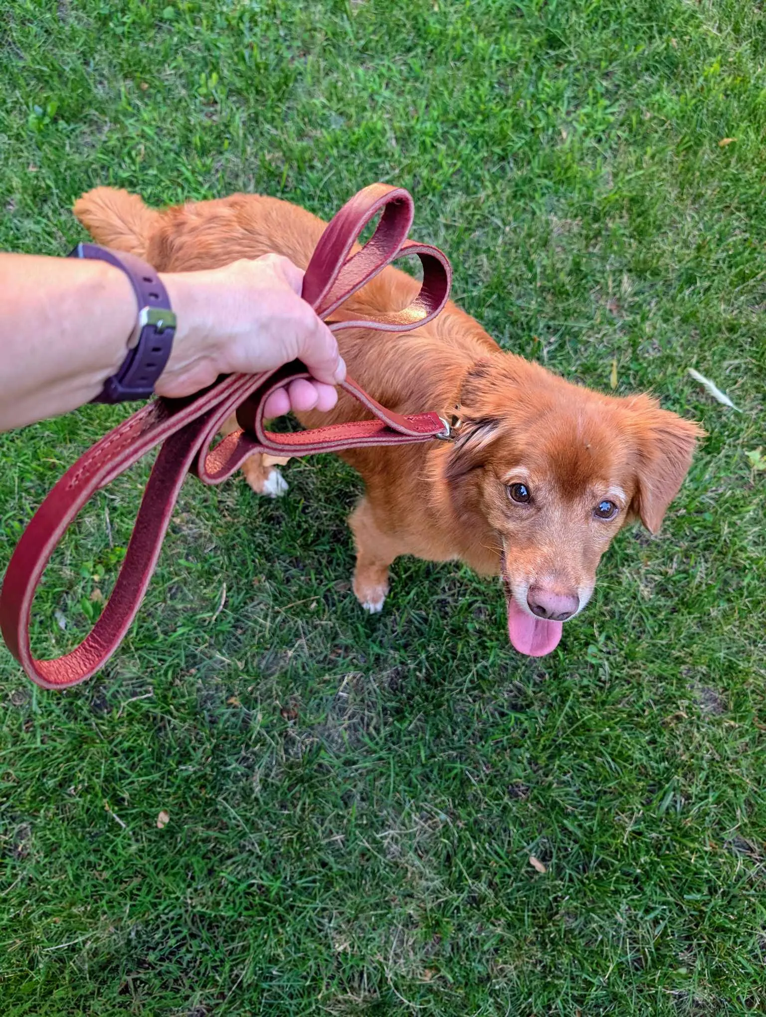 Leather Dual Handle Leash