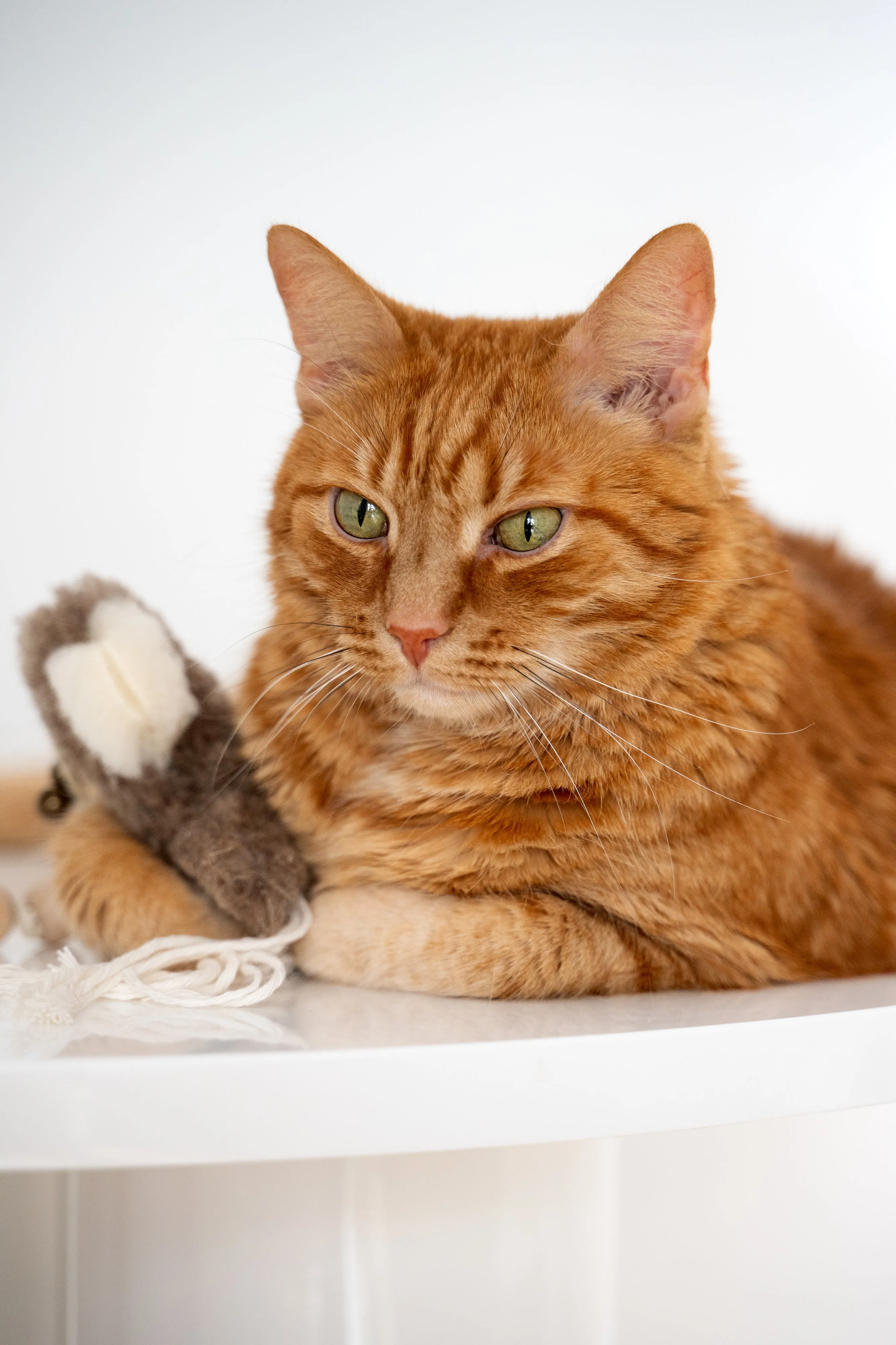 Natural Sheepskin Cat Toy: Squid