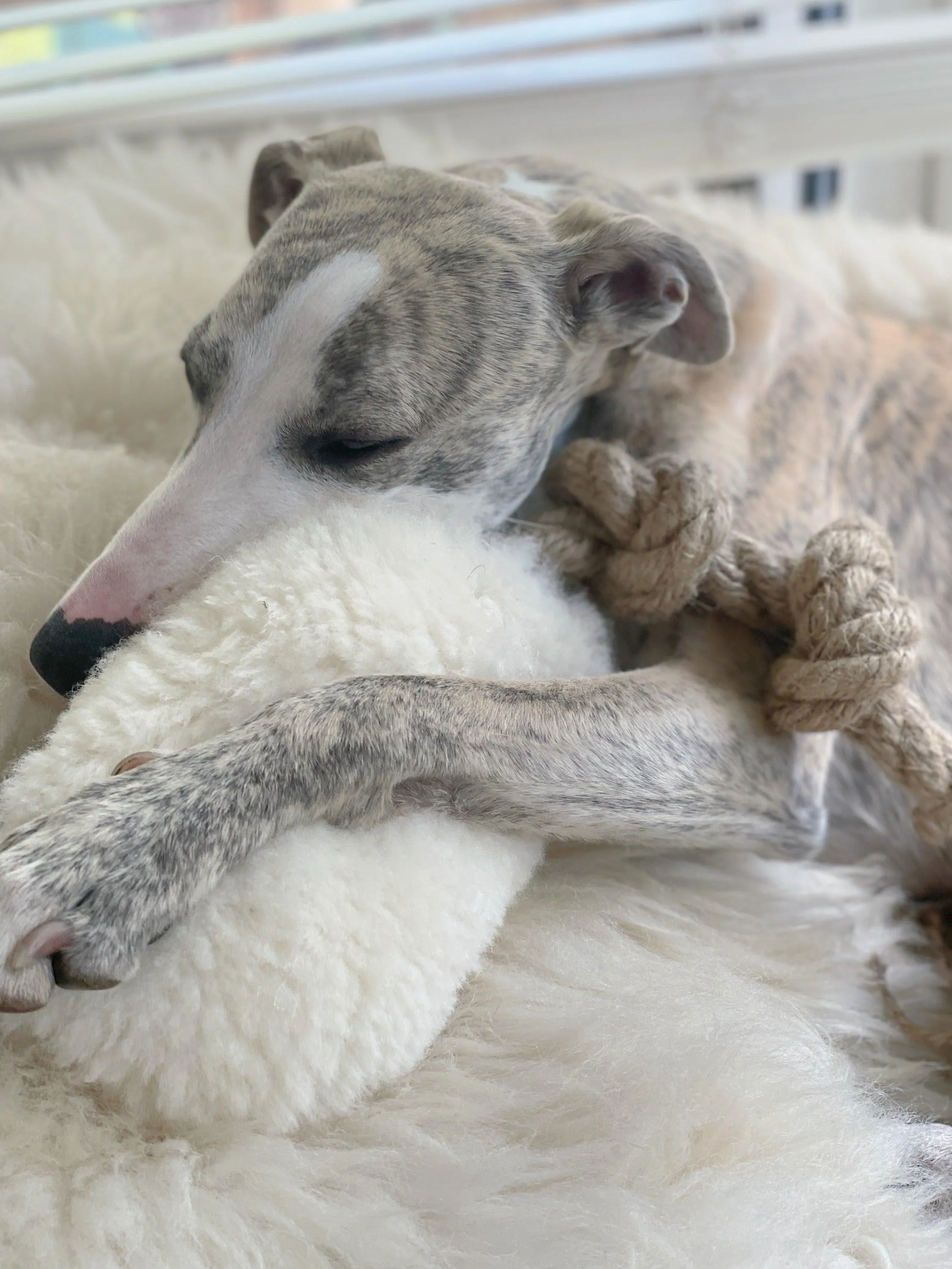 Natural Woolen Dog Tug Toy - Beige