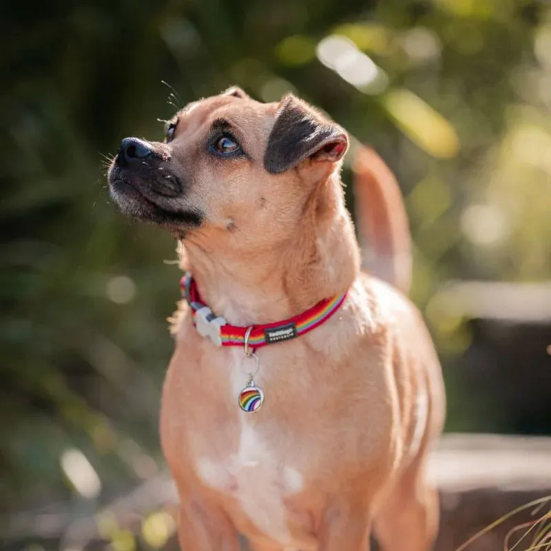 Red Dingo Rainbow Pet ID Dog Tags