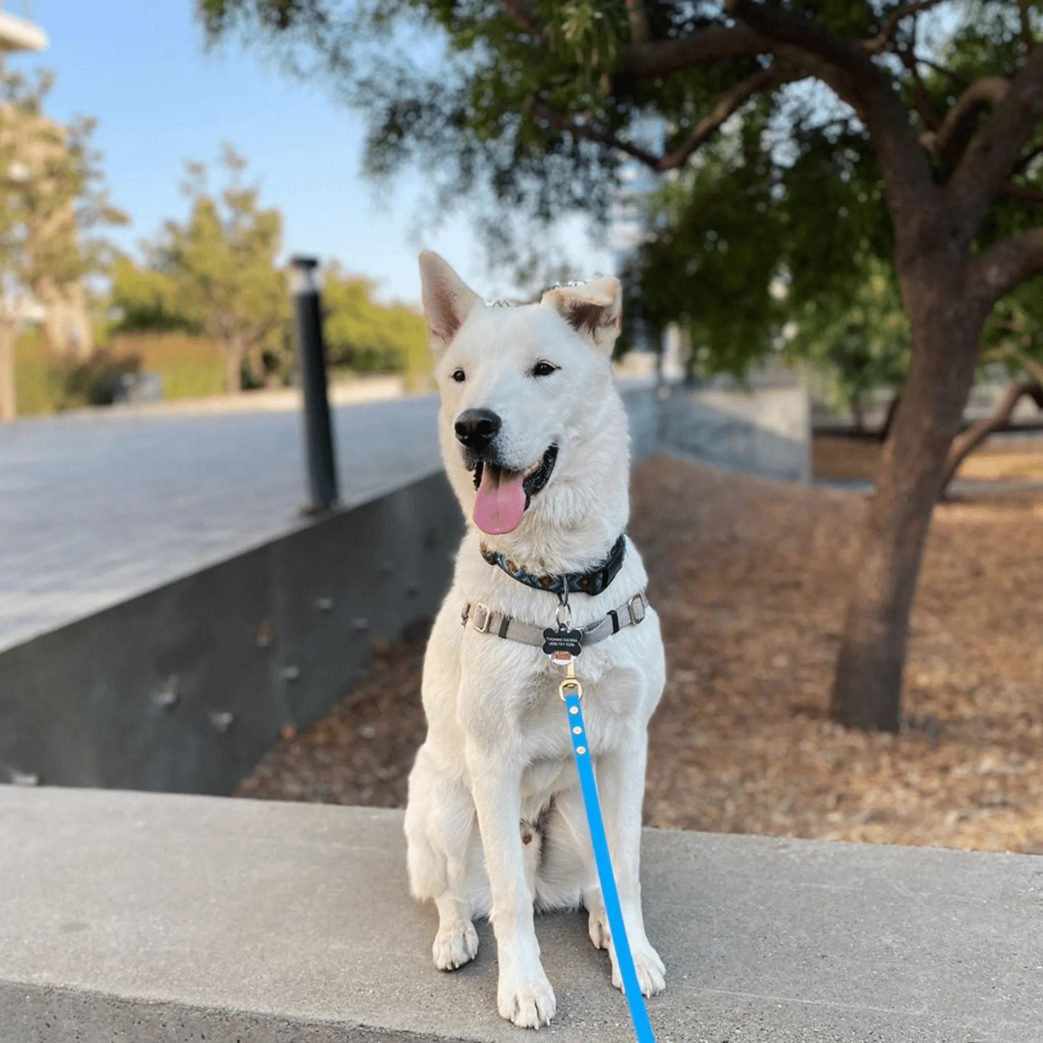 Standard Brass Leashes   Long Lines - Medium Dogs (1/2" Width)