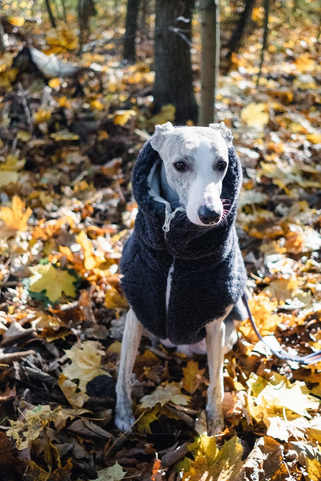 Woolen Dog Vest - Charcoal